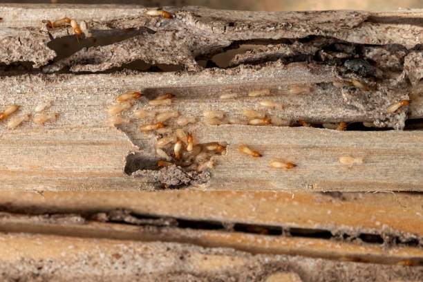 Professional Pest Control in Johnstown, PA